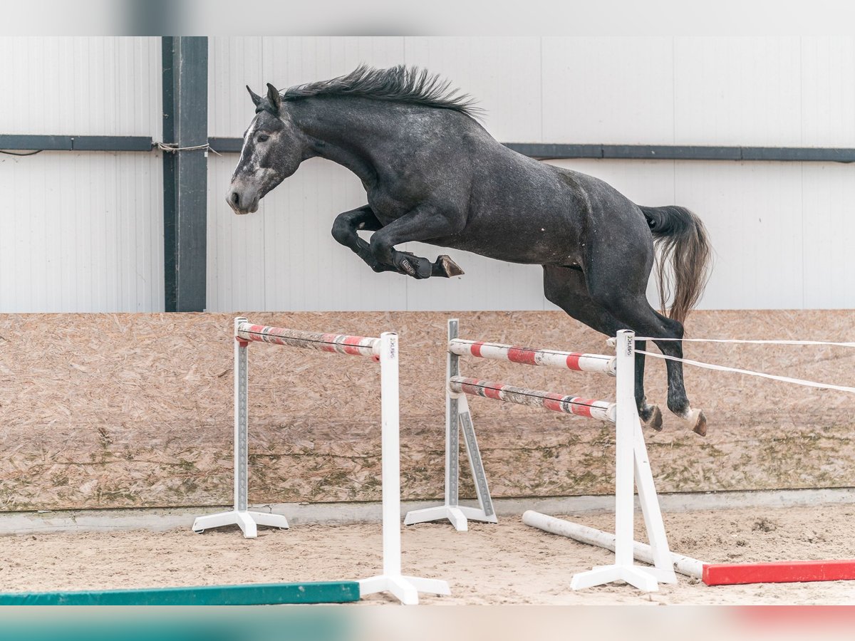 Caballo de salto Oldenburgo Semental 3 años 175 cm Tordo in Zduchovice