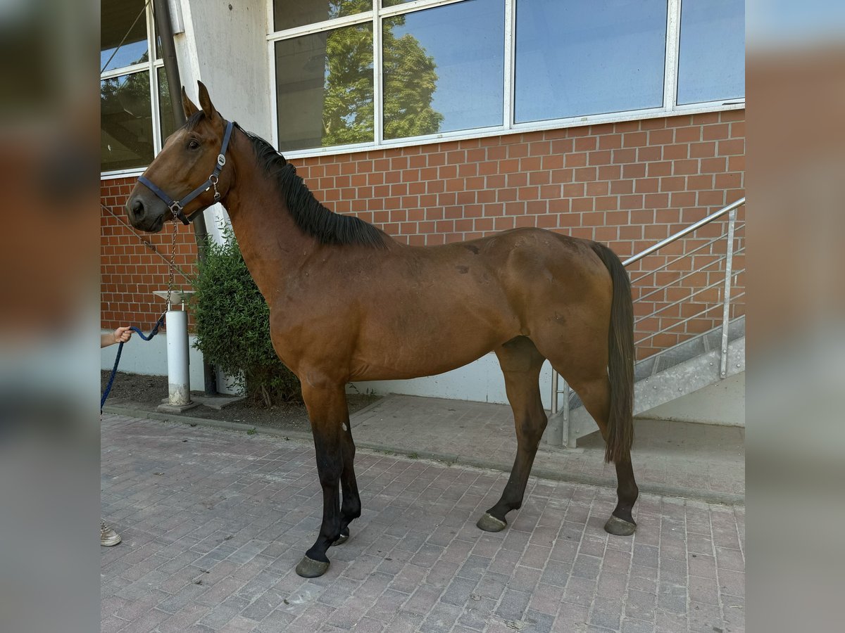 Caballo de salto Oldenburgo Semental 3 años Castaño in Zülpich