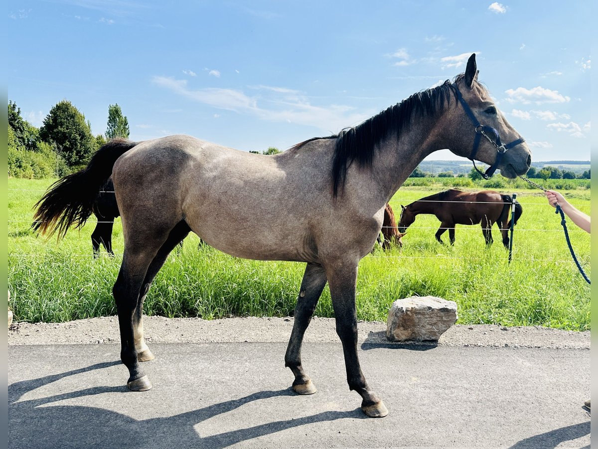 Caballo de salto Oldenburgo Semental 3 años Tordo in Zülpich