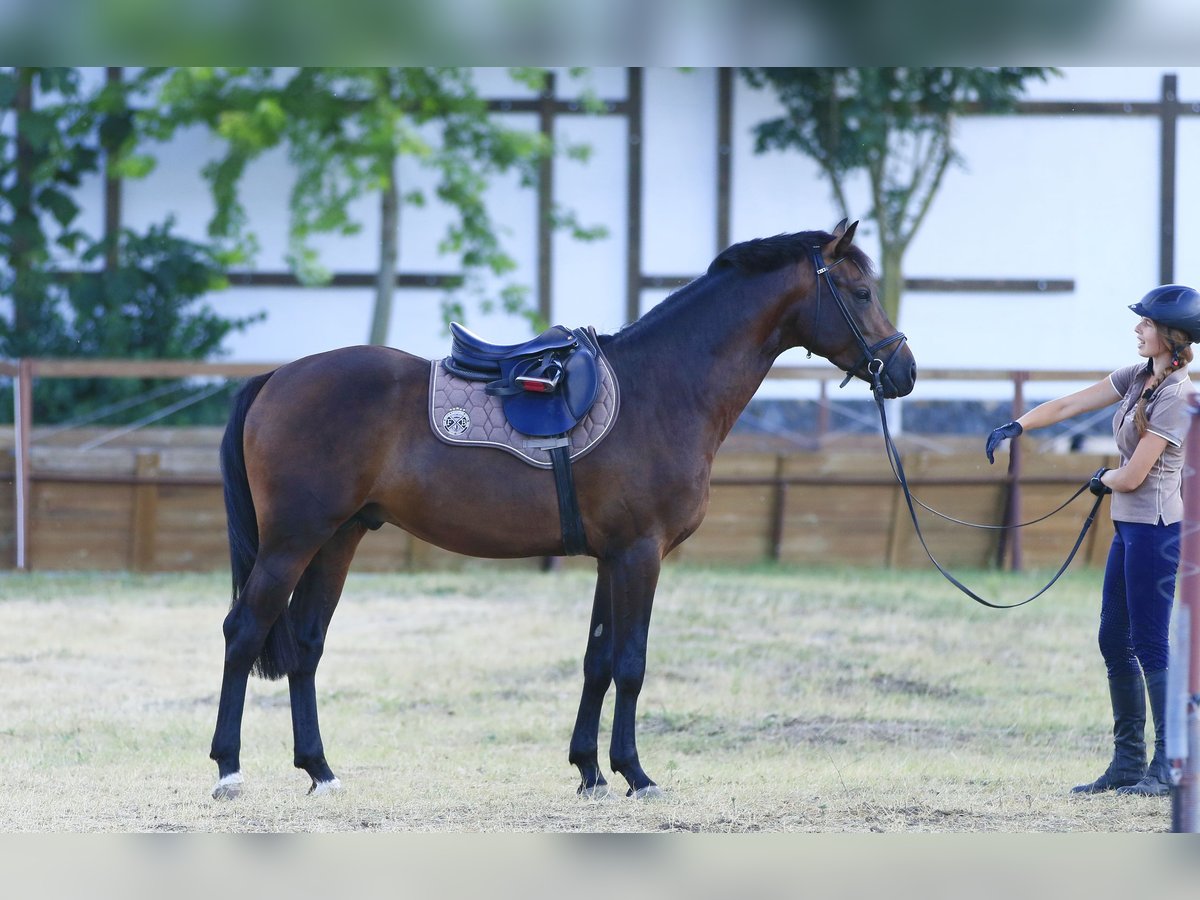 Caballo de salto Oldenburgo Semental 4 años 160 cm Castaño oscuro in Britovka