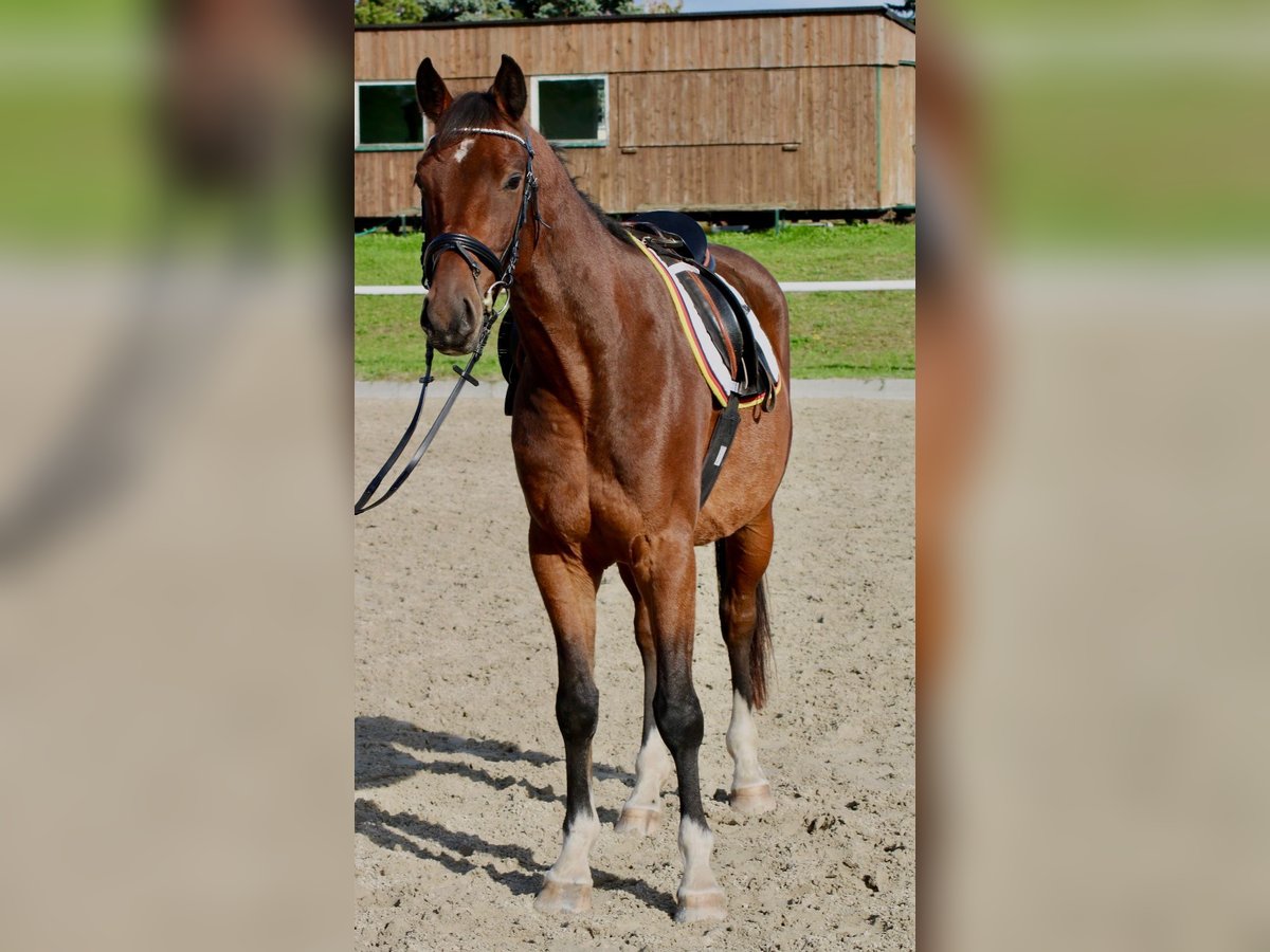 Caballo de salto Oldenburgo Semental 4 años 163 cm Castaño in Kodersdorf