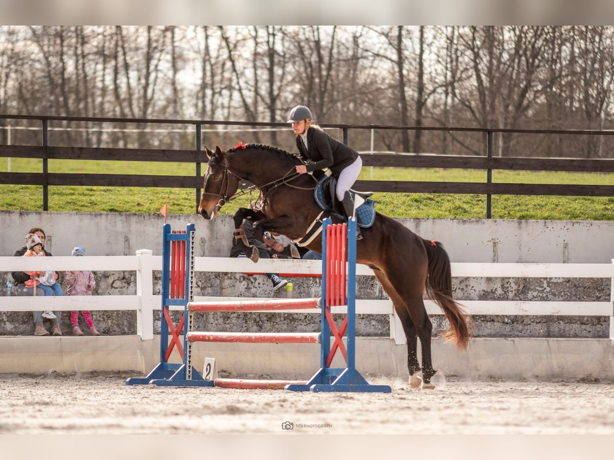 Caballo de salto Oldenburgo Semental 4 años 170 cm Castaño oscuro in Żywiec
