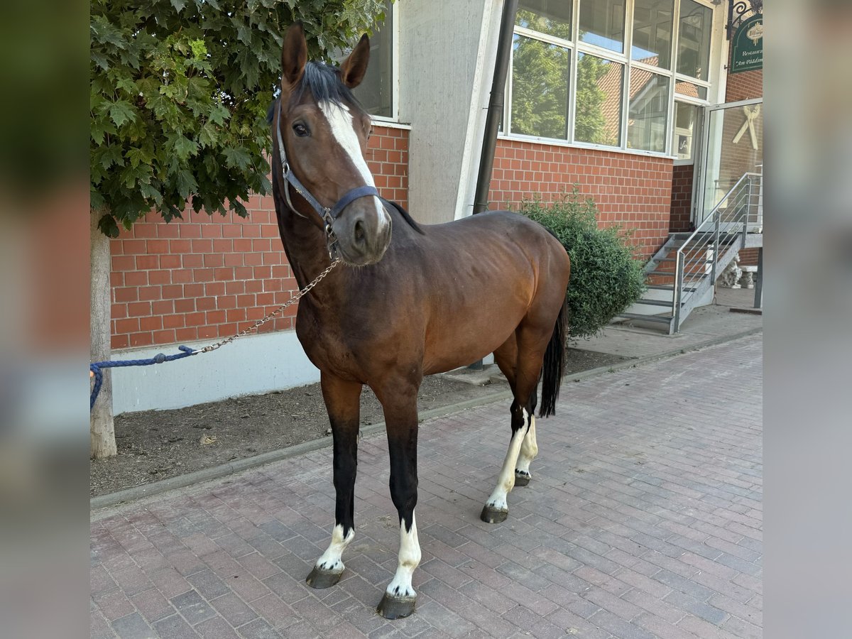 Caballo de salto Oldenburgo Semental 4 años Castaño in Zülpich