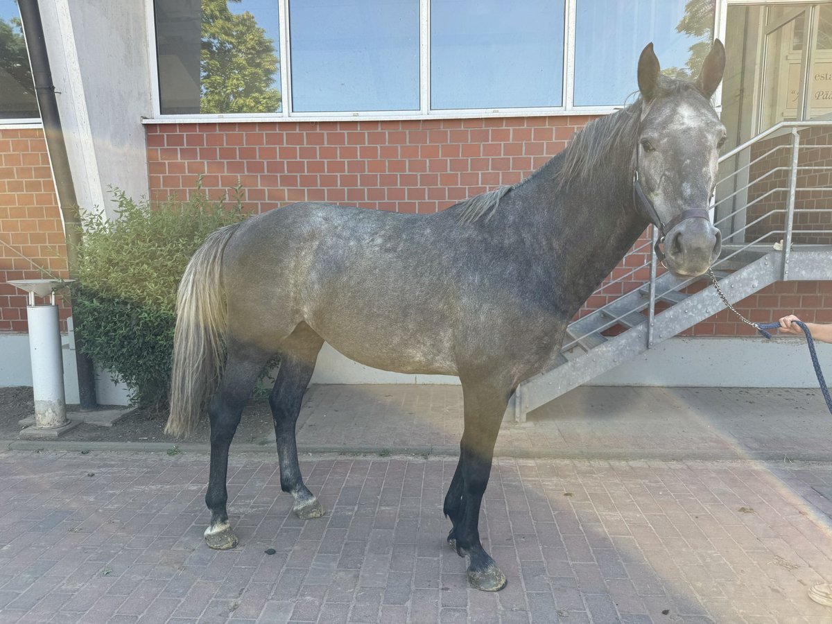 Caballo de salto Oldenburgo Semental 4 años Tordo in Zülpich