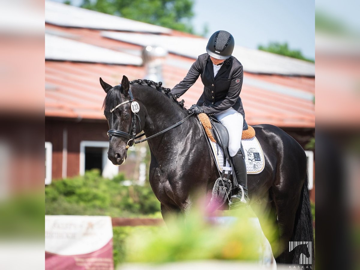 Caballo de salto Oldenburgo Semental 5 años 165 cm Negro in Zator