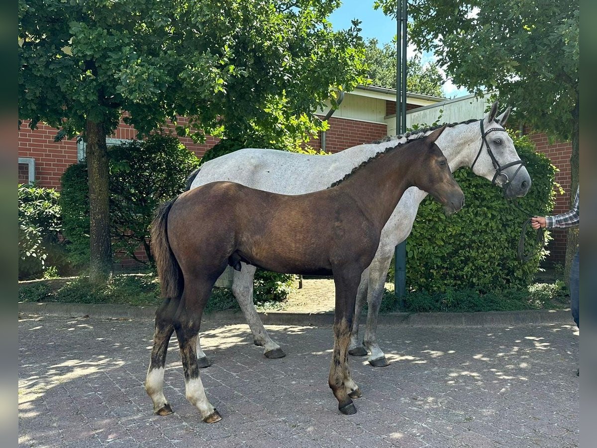 Caballo de salto Oldenburgo Semental Potro (04/2024) 167 cm Musgo in Berne