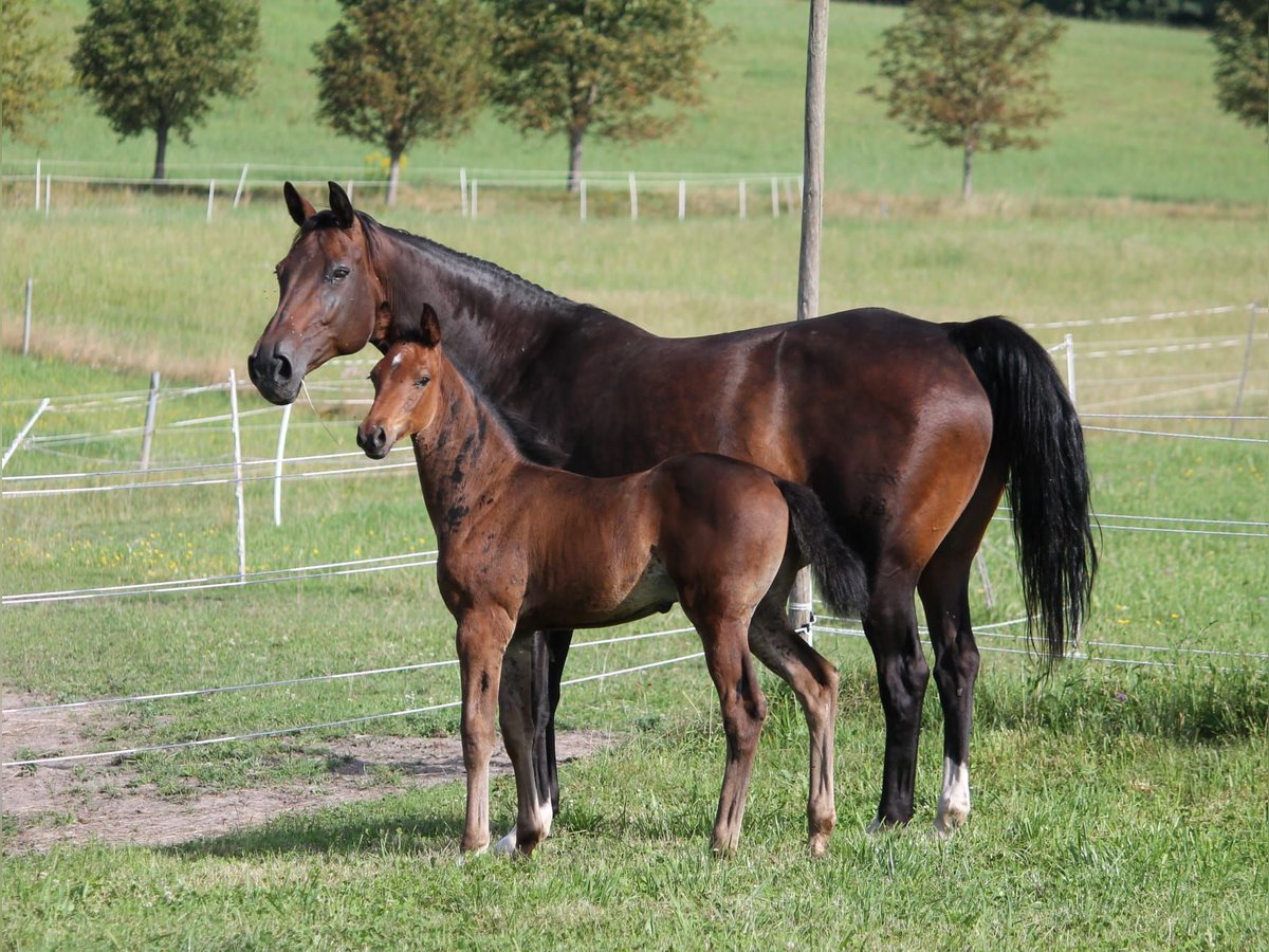 Caballo de salto Oldenburgo Semental Potro (06/2024) 170 cm Castaño oscuro in Trockenborn