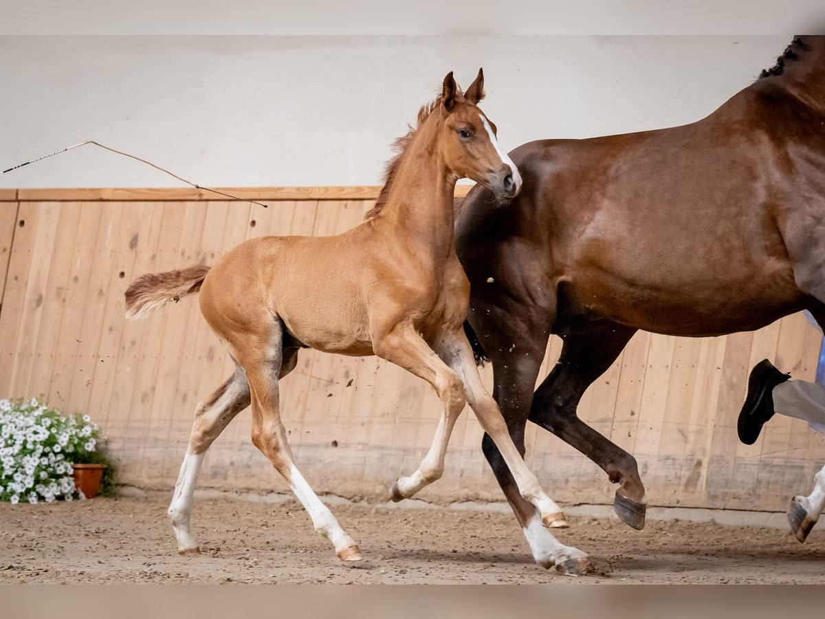 Caballo de salto Oldenburgo Semental  Alazán in Jęcznik