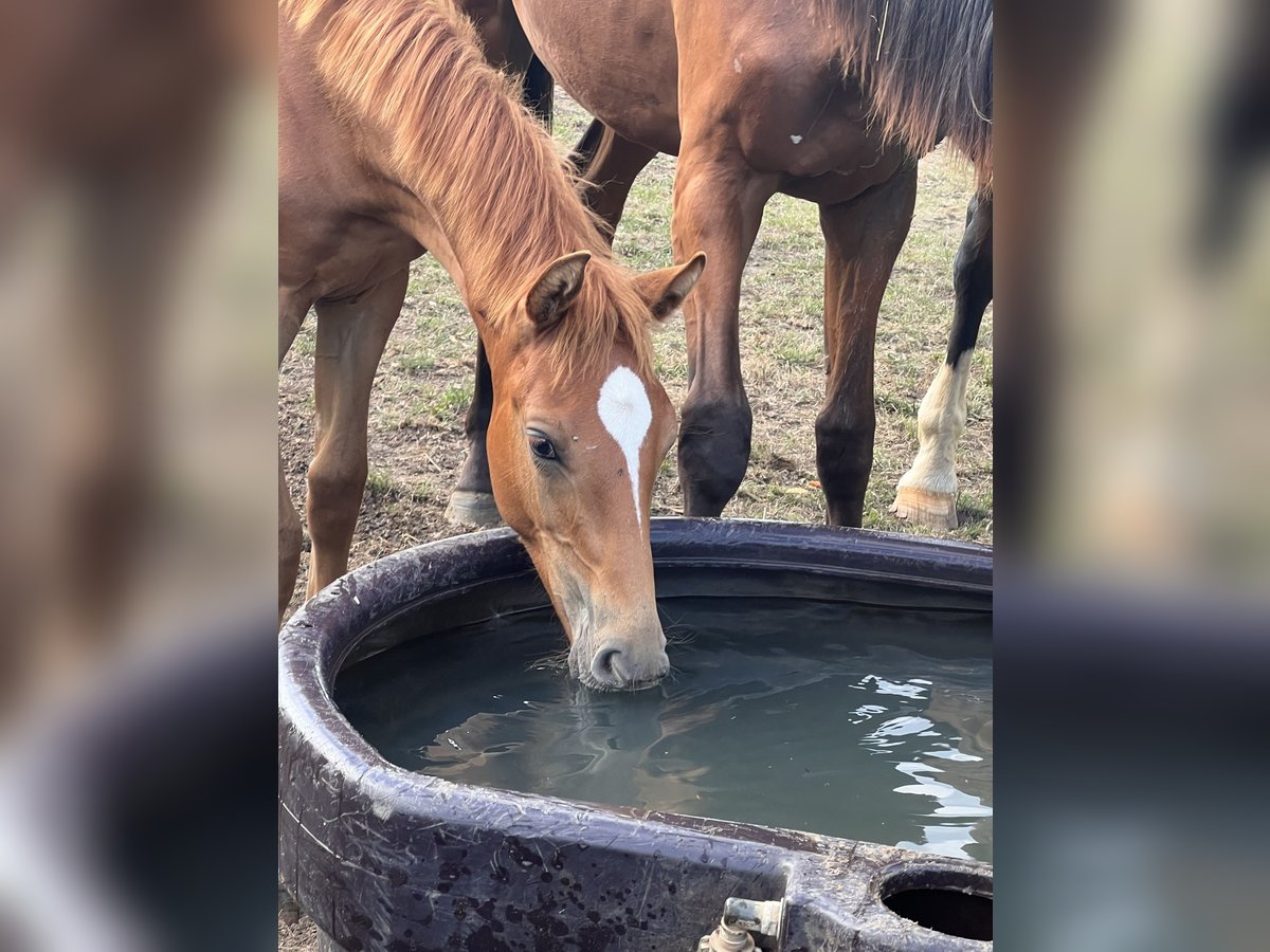 Caballo de salto Oldenburgo Semental Potro (04/2024) Alazán in Dahlenburg