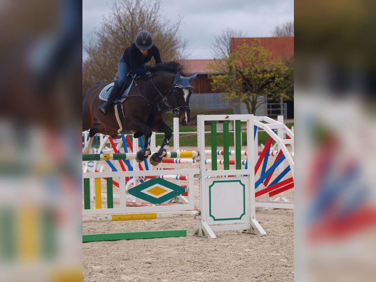 Caballo de salto Oldenburgo Yegua 10 años 168 cm Castaño oscuro in Immenstadt im Allgäu