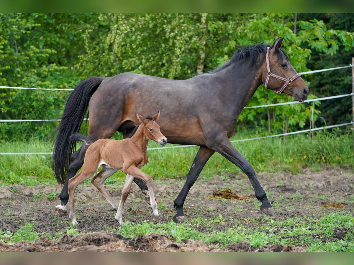 Caballo de salto Oldenburgo Yegua 10 años 170 cm Castaño in Tyn nad Vltavou