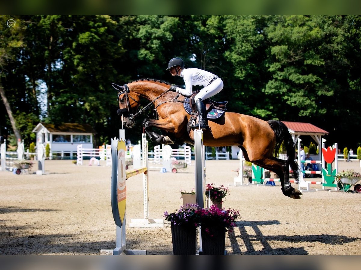 Caballo de salto Oldenburgo Yegua 10 años 170 cm Castaño in Końskie