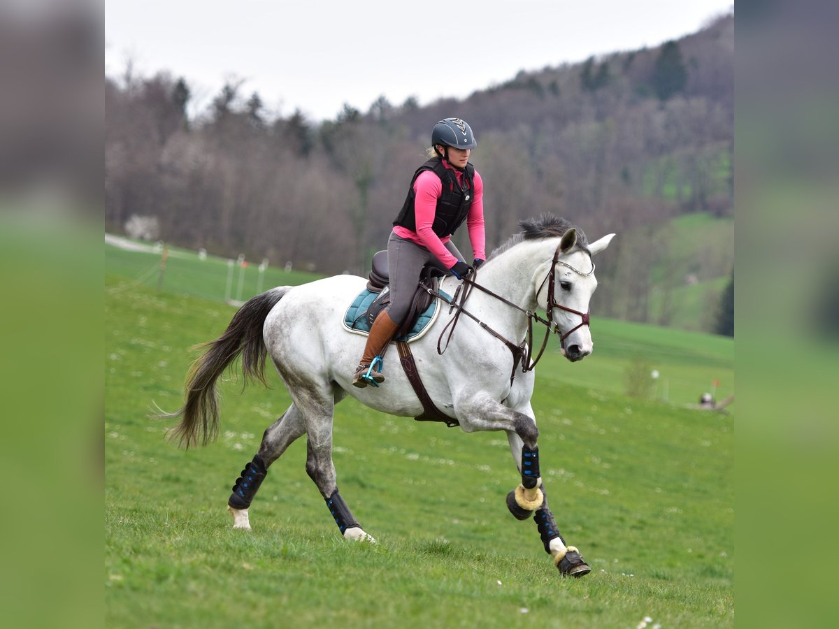 Caballo de salto Oldenburgo Yegua 10 años 175 cm Tordo in Weinfelden