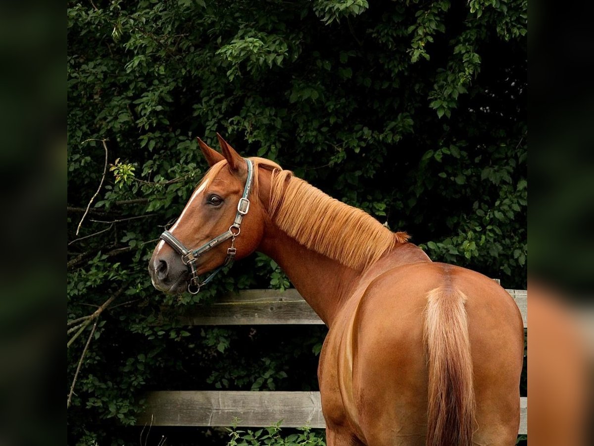 Caballo de salto Oldenburgo Yegua 11 años 167 cm Alazán in Vastorf