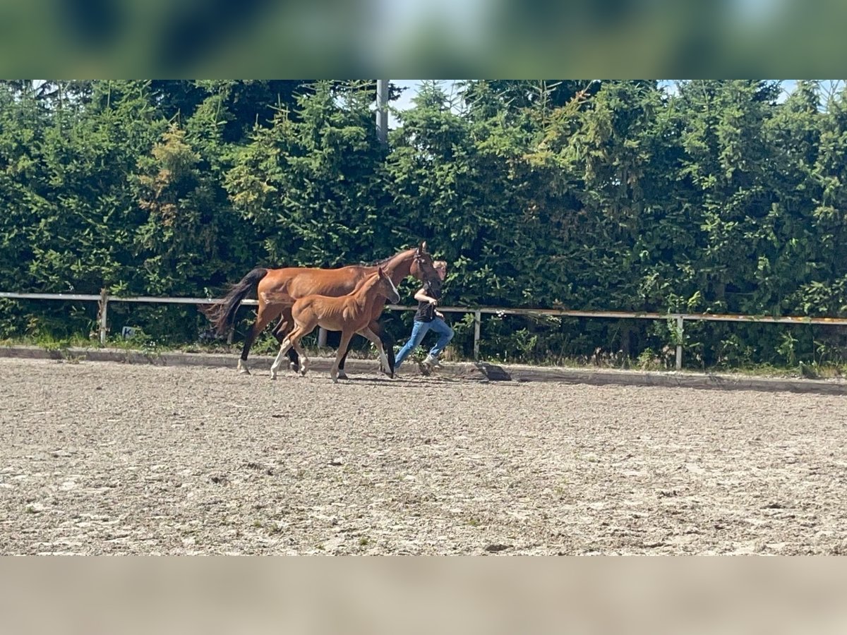 Caballo de salto Oldenburgo Yegua 11 años 174 cm Castaño oscuro in Saßen-Trantow