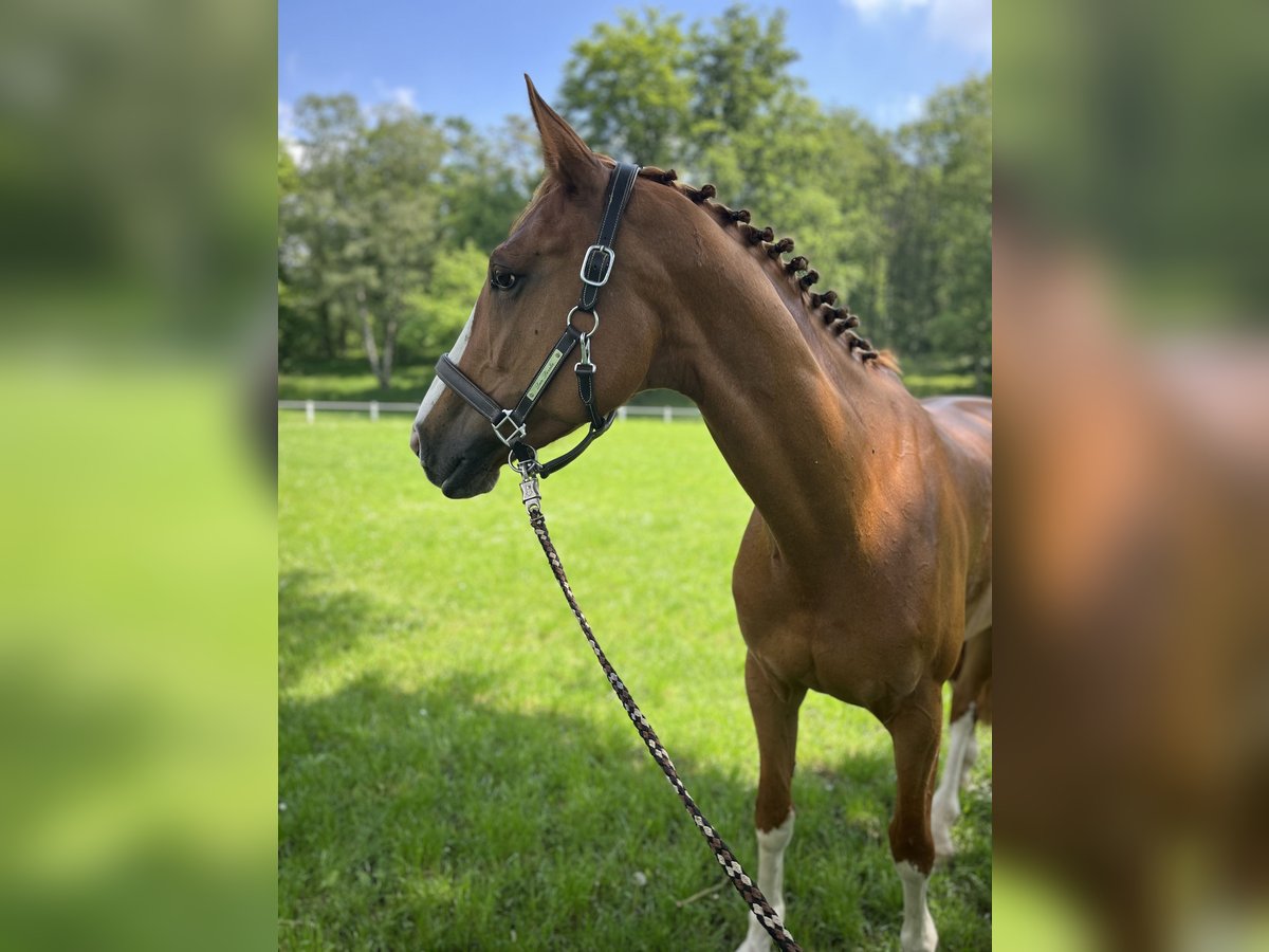 Caballo de salto Oldenburgo Yegua 12 años in Hückelhoven