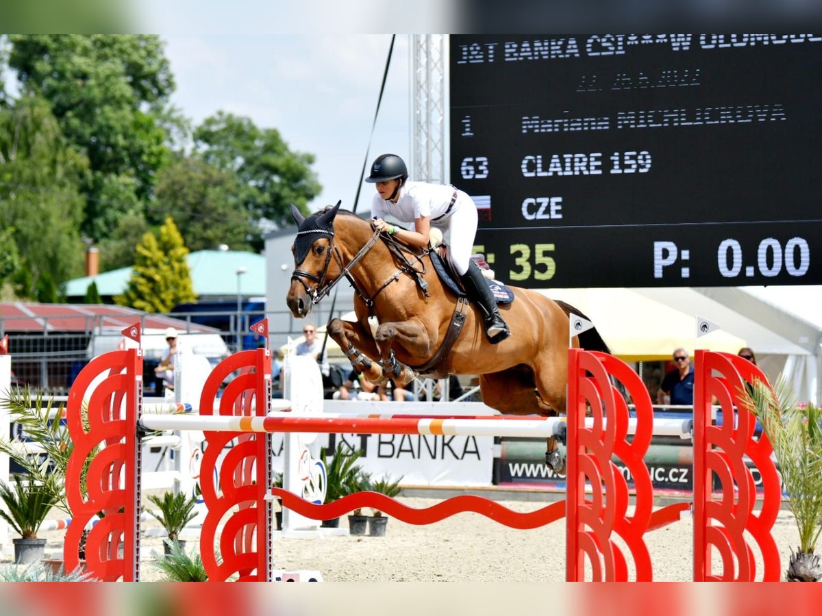 Caballo de salto Oldenburgo Yegua 13 años 169 cm Alazán in Brno