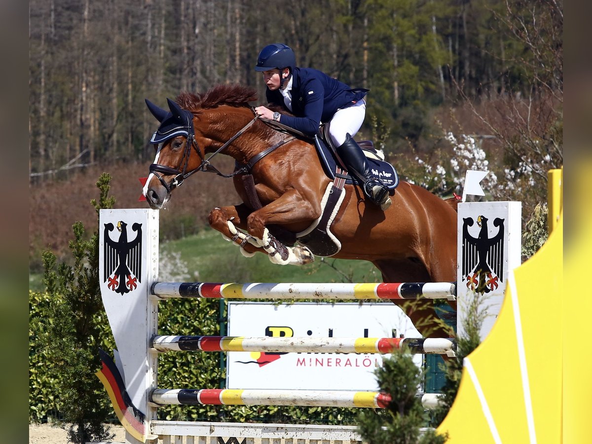 Caballo de salto Oldenburgo Yegua 13 años 174 cm Alazán in HeldrungenOberheldrungen