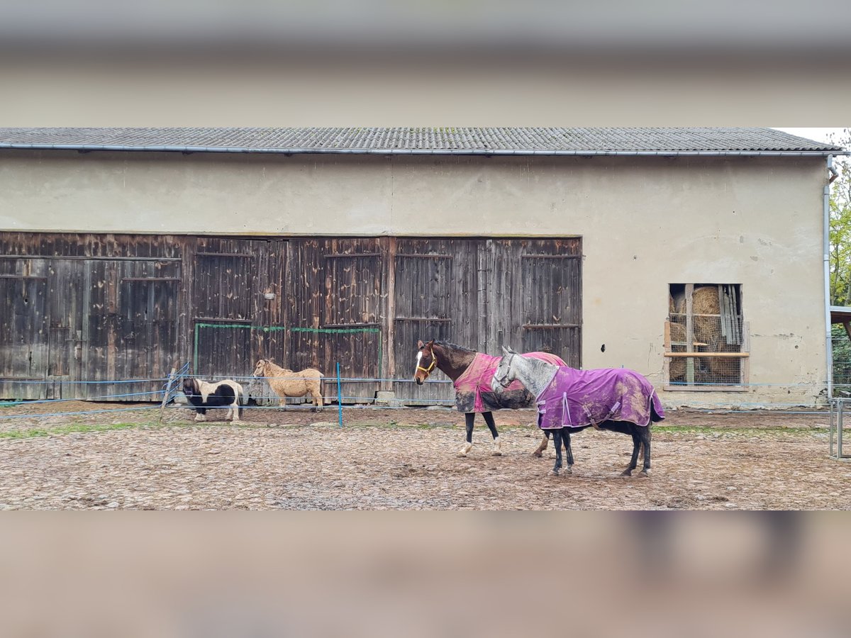 Caballo de salto Oldenburgo Yegua 13 años in Deyelsdorf