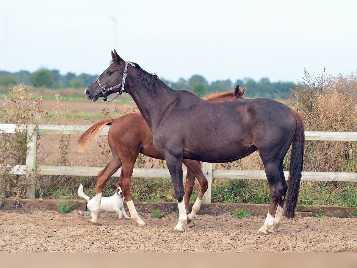 Caballo de salto Oldenburgo Yegua 14 años 165 cm Alazán-tostado in radziejów