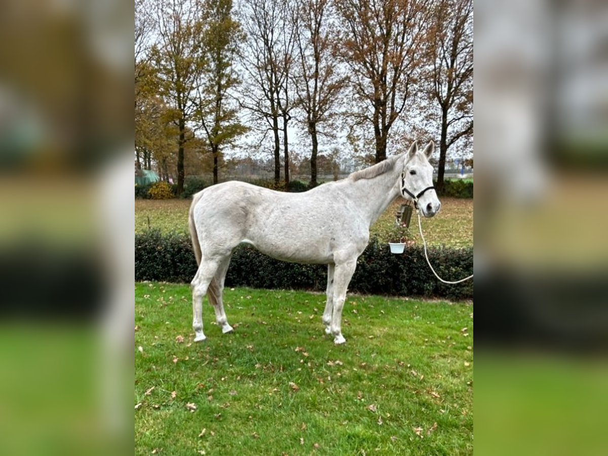 Caballo de salto Oldenburgo Yegua 14 años 167 cm Tordo in Haren