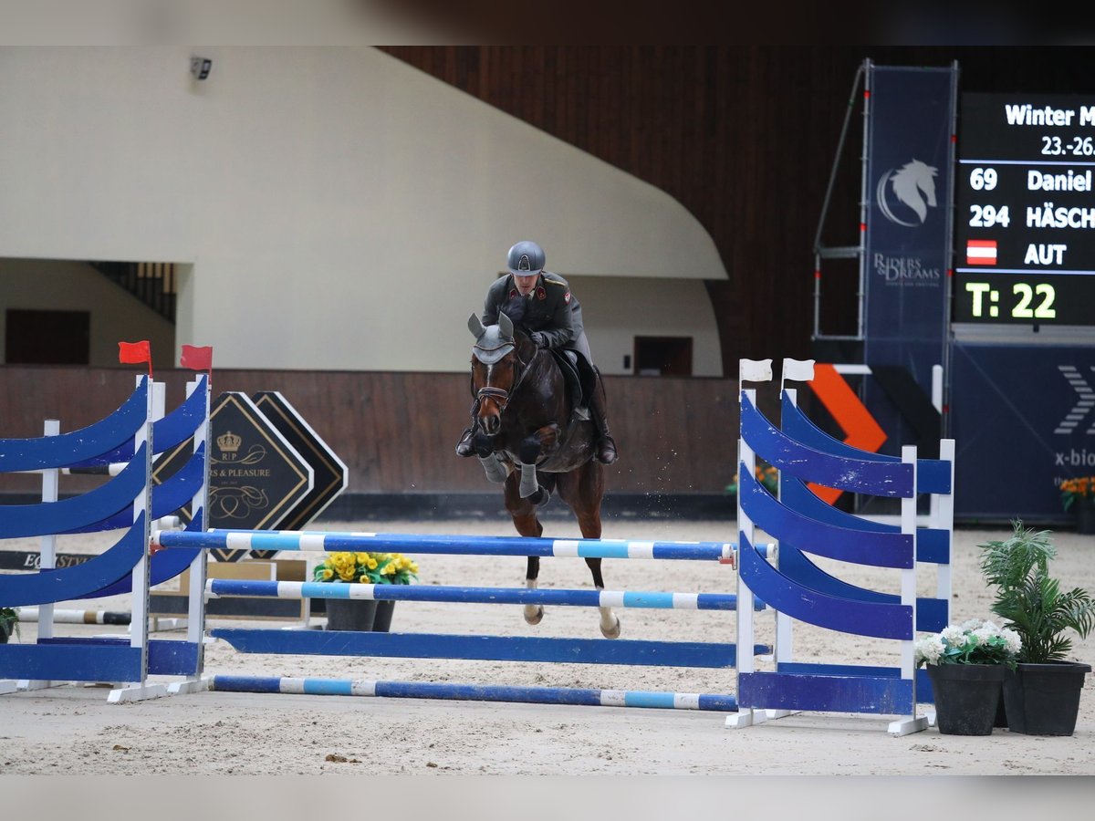 Caballo de salto Oldenburgo Yegua 14 años 170 cm Castaño in Perchtoldsdorf