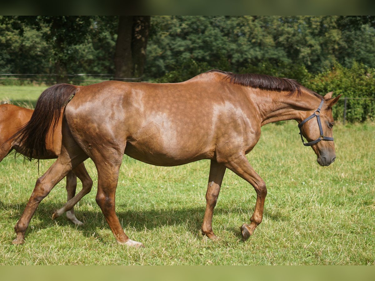 Caballo de salto Oldenburgo Yegua 14 años 171 cm Alazán-tostado in Löningen