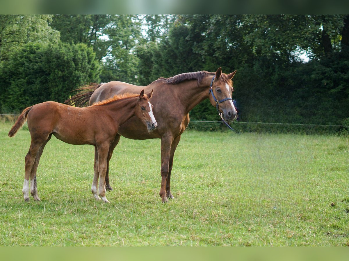 Caballo de salto Oldenburgo Yegua 14 años 171 cm Alazán-tostado in Löningen