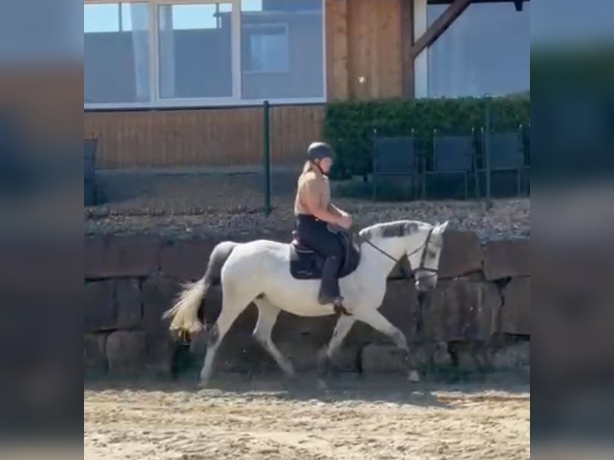 Caballo de salto Oldenburgo Yegua 15 años 162 cm Tordo in Lindlar