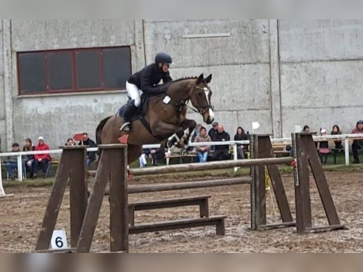 Caballo de salto Oldenburgo Yegua 15 años 170 cm Castaño in Grossensee