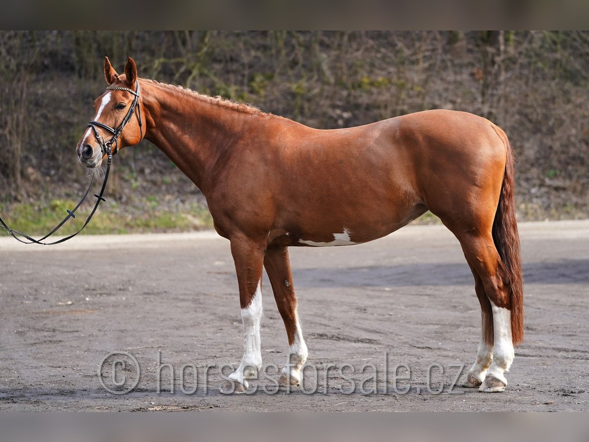 Caballo de salto Oldenburgo Yegua 15 años 171 cm Alazán in Region Prag