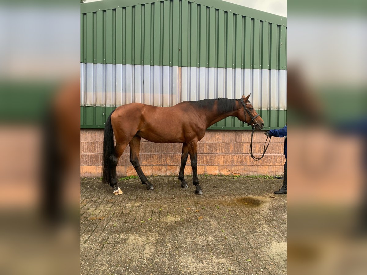 Caballo de salto Oldenburgo Yegua 15 años Castaño in Aurich