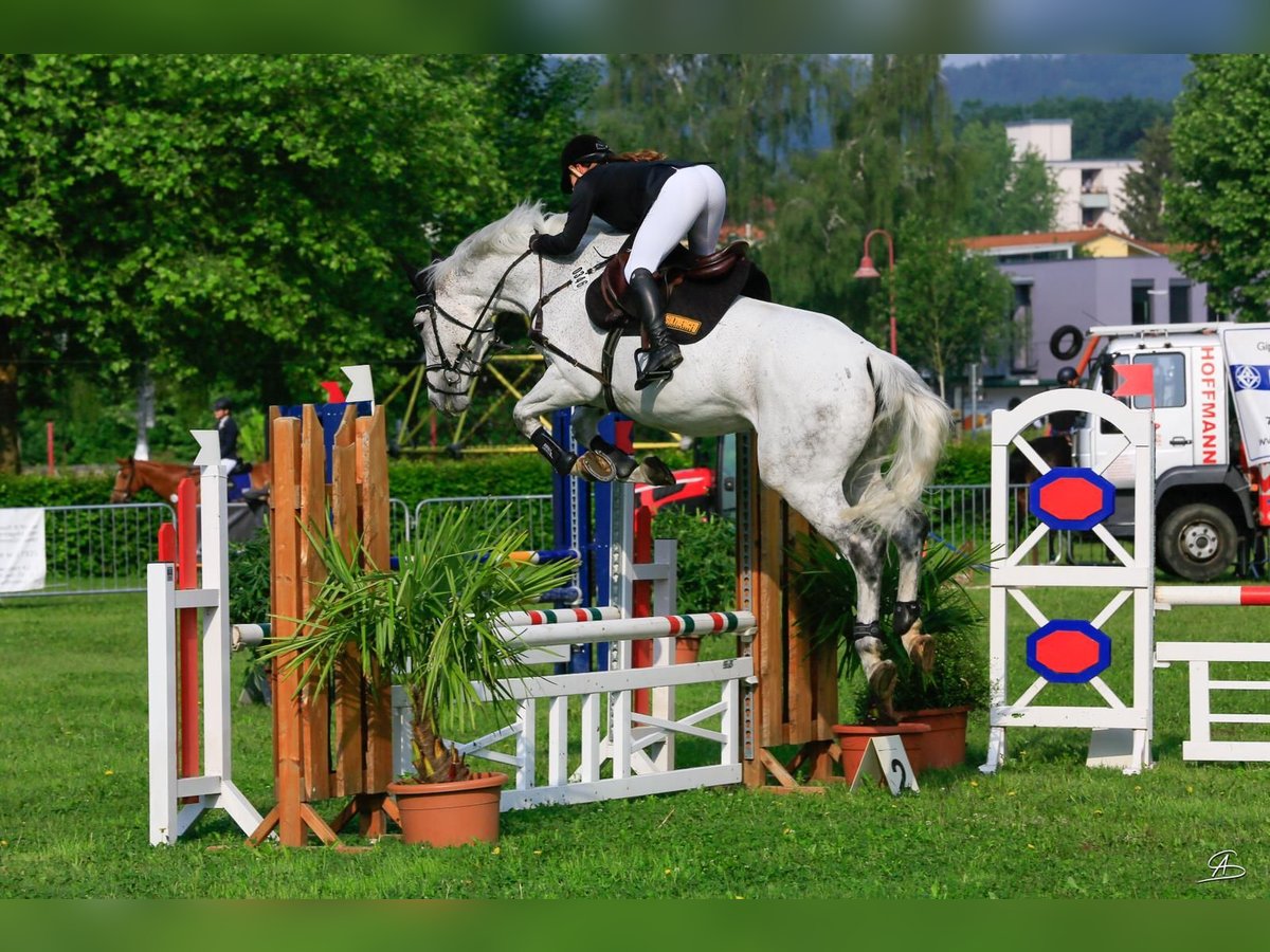 Caballo de salto Oldenburgo Yegua 16 años 169 cm Tordo in Rickenbach