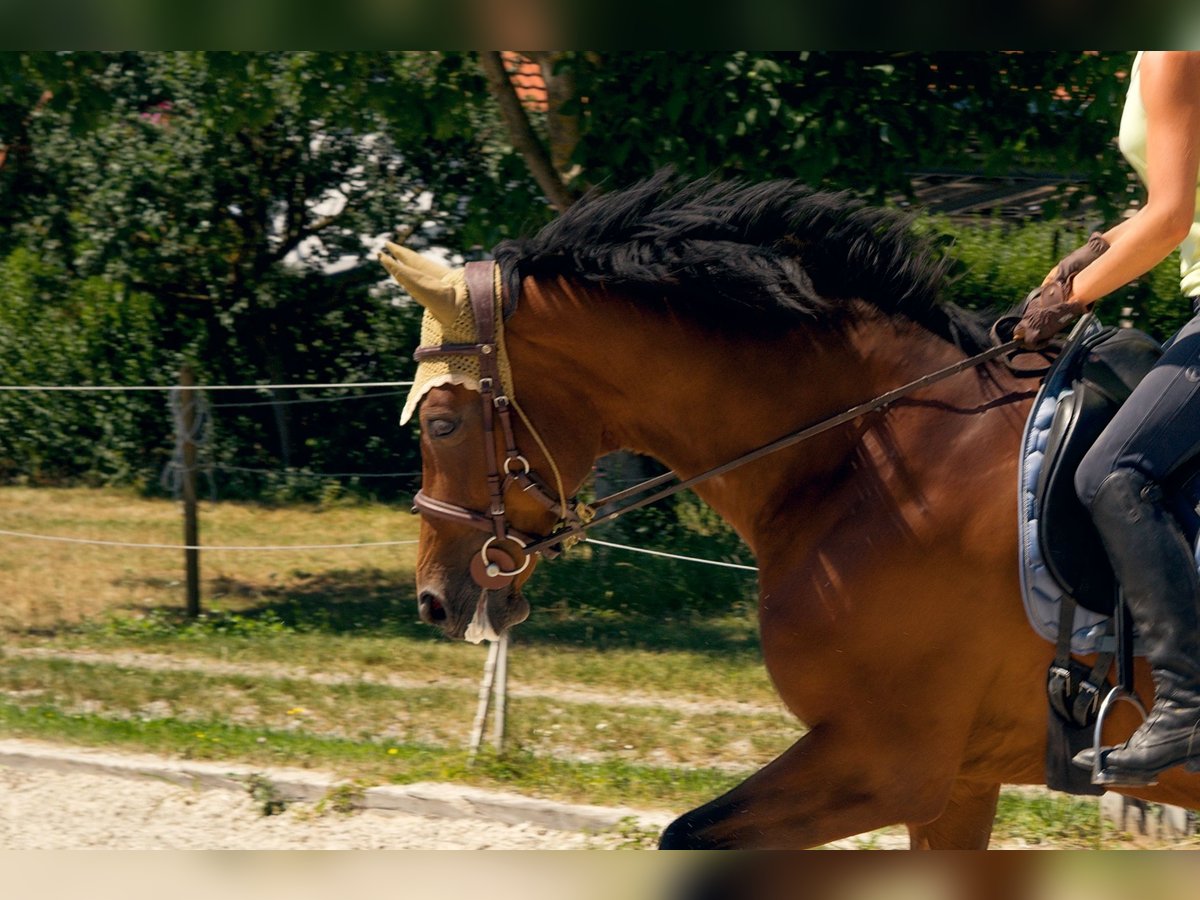 Caballo de salto Oldenburgo Yegua 18 años 168 cm in Efringen-Kirchen