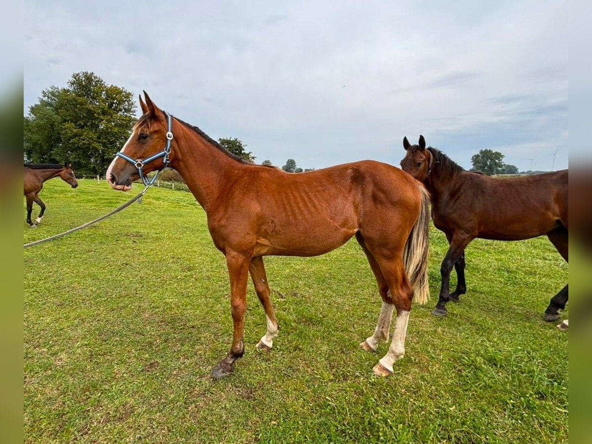 Caballo de salto Oldenburgo Yegua 1 año 157 cm Castaño in Satow