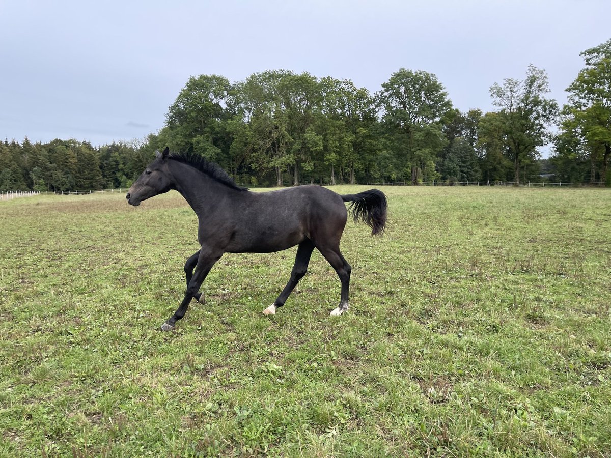 Caballo de salto Oldenburgo Yegua 1 año 170 cm in MünsingenMünsingen