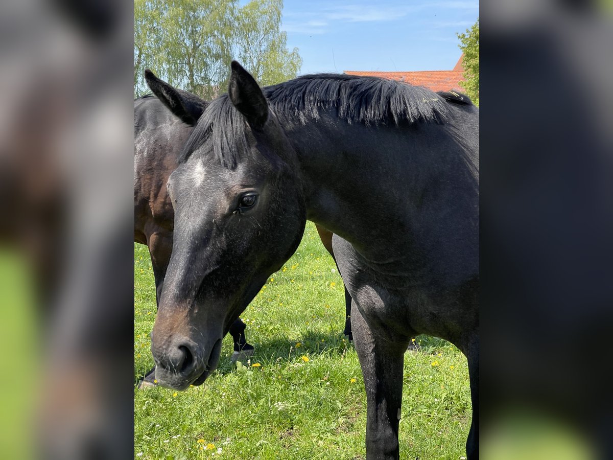 Caballo de salto Oldenburgo Yegua 1 año 170 cm Musgo in MünsingenMünsingen