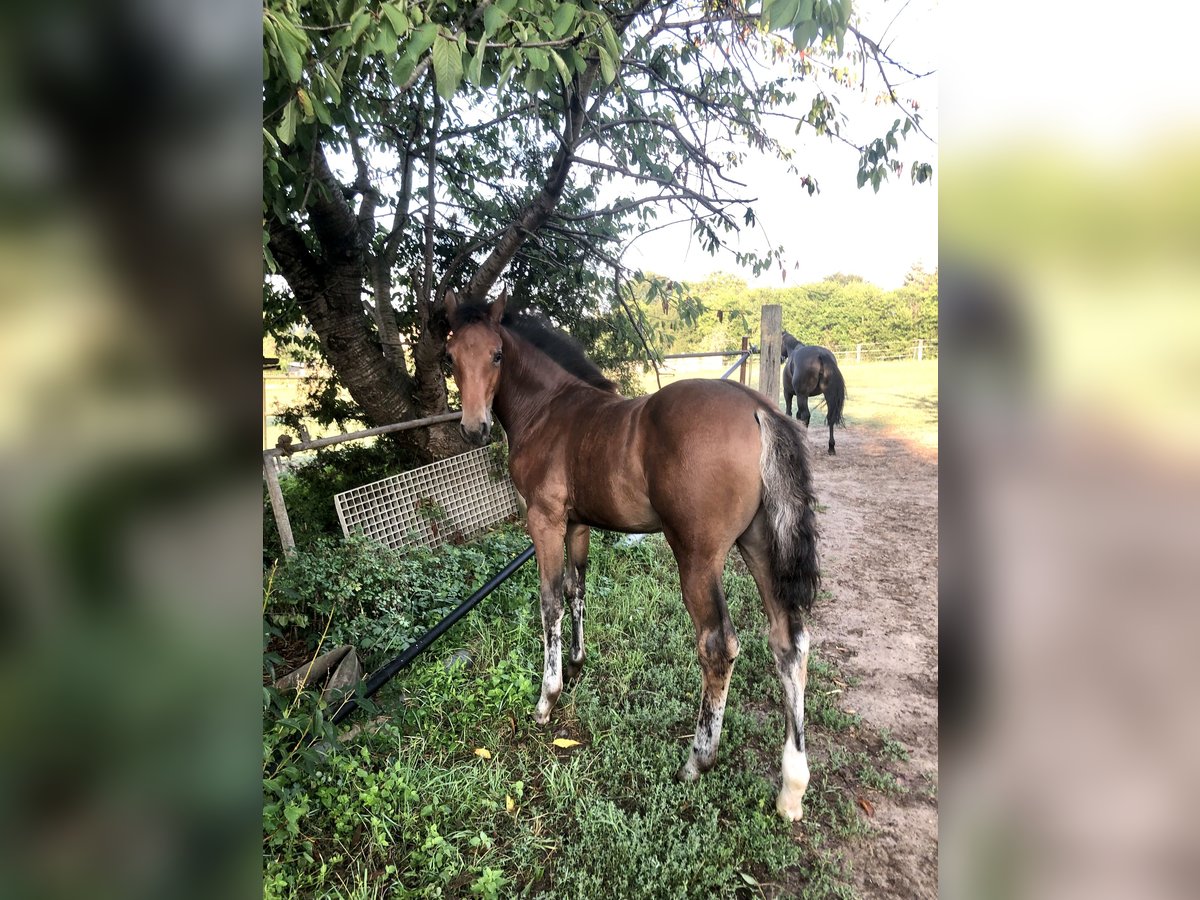 Caballo de salto Oldenburgo Yegua 1 año Castaño in Glaubitz