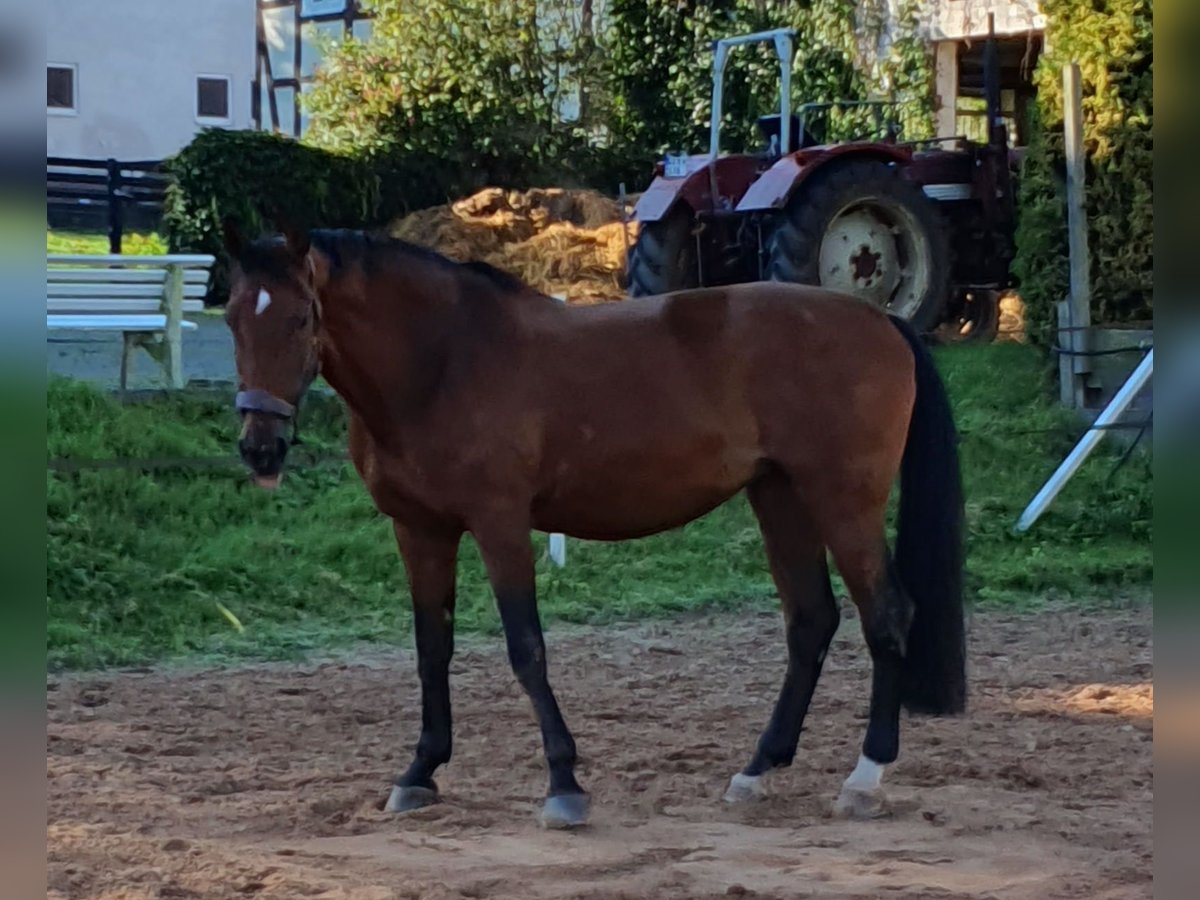Caballo de salto Oldenburgo Yegua 22 años 173 cm Castaño in Bad Arolsen