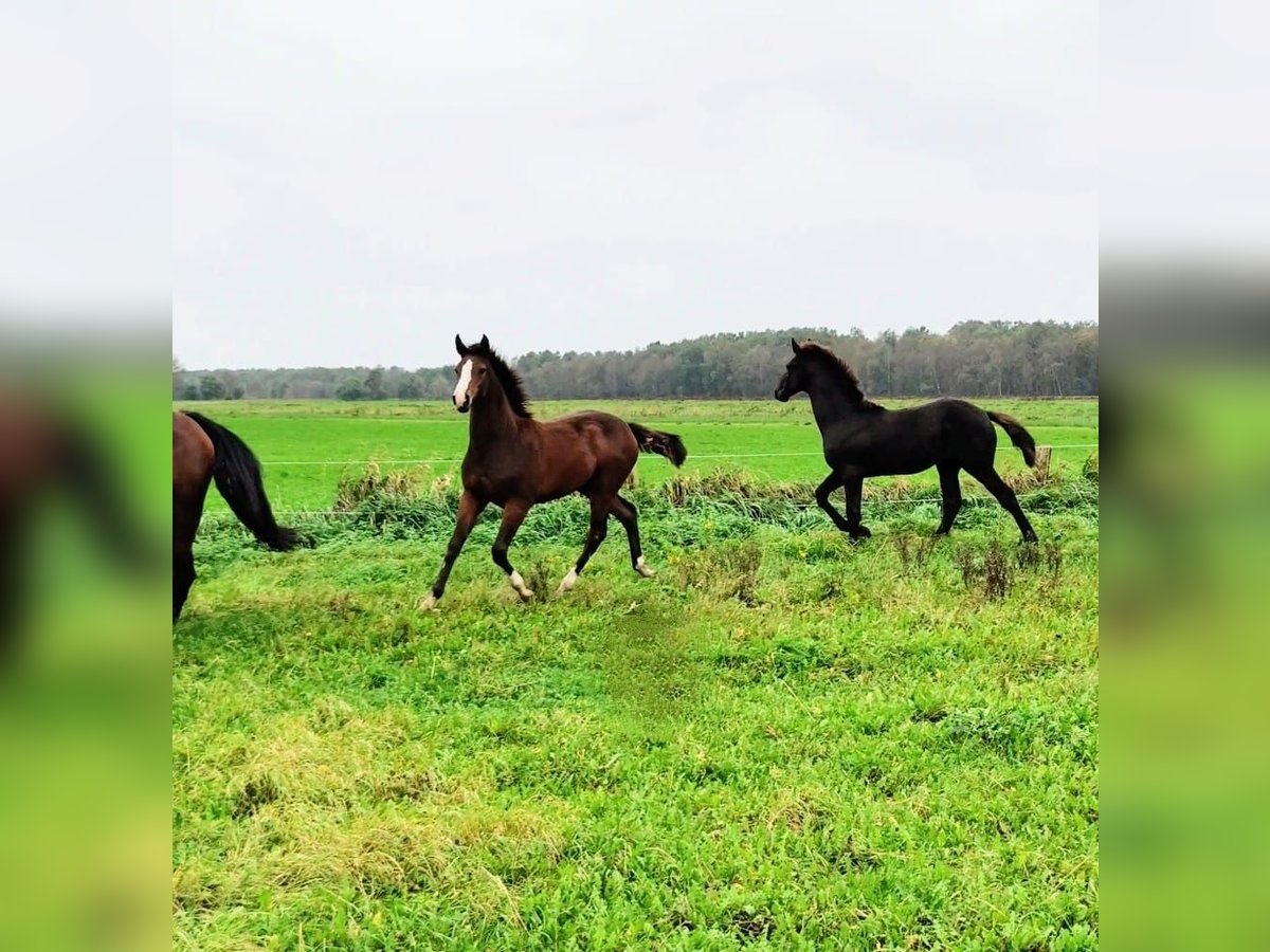 Caballo de salto Oldenburgo Yegua 2 años 162 cm Castaño in Stockelsdorf