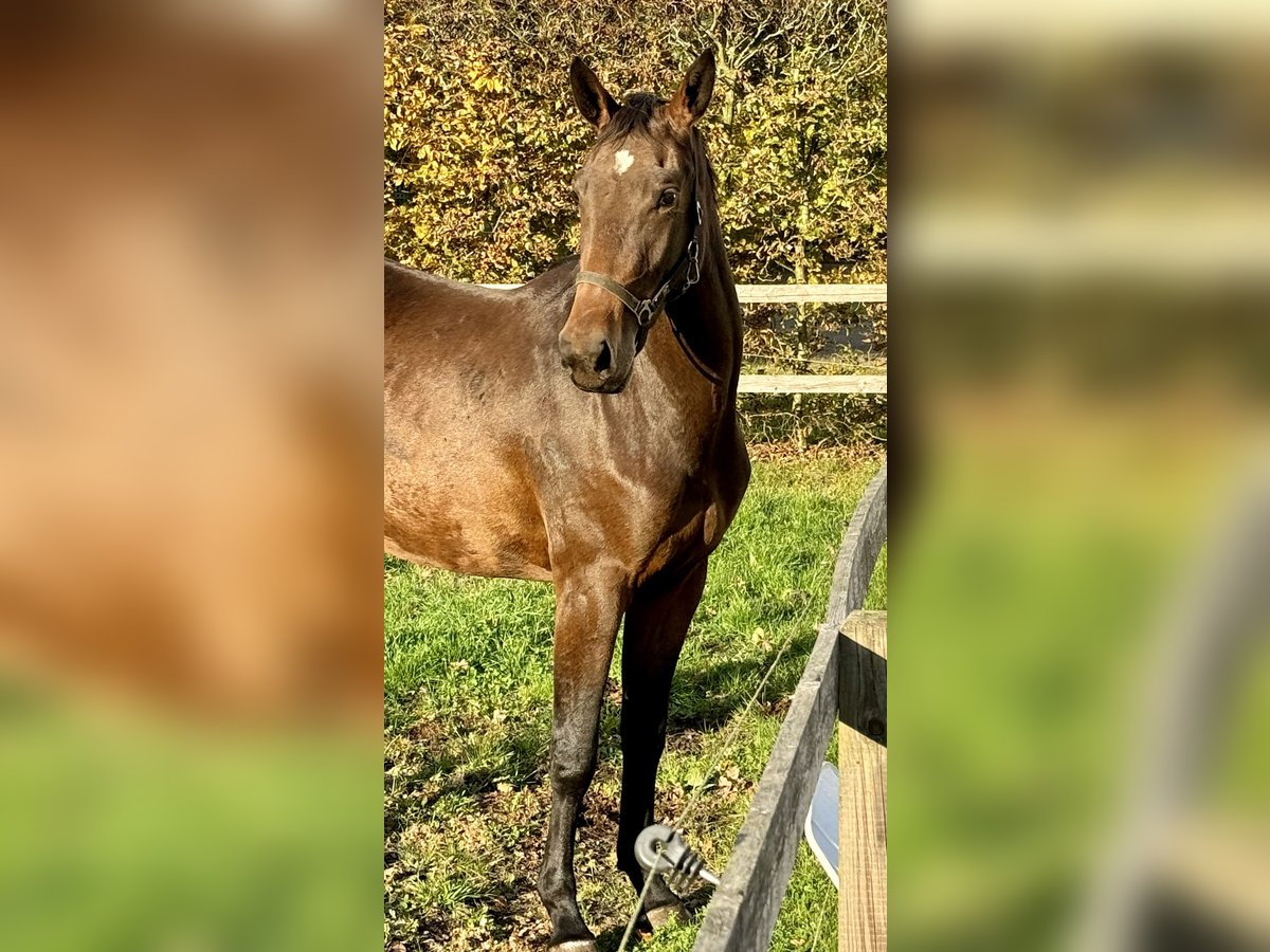 Caballo de salto Oldenburgo Yegua 2 años 168 cm Castaño oscuro in Adelheidsdorf