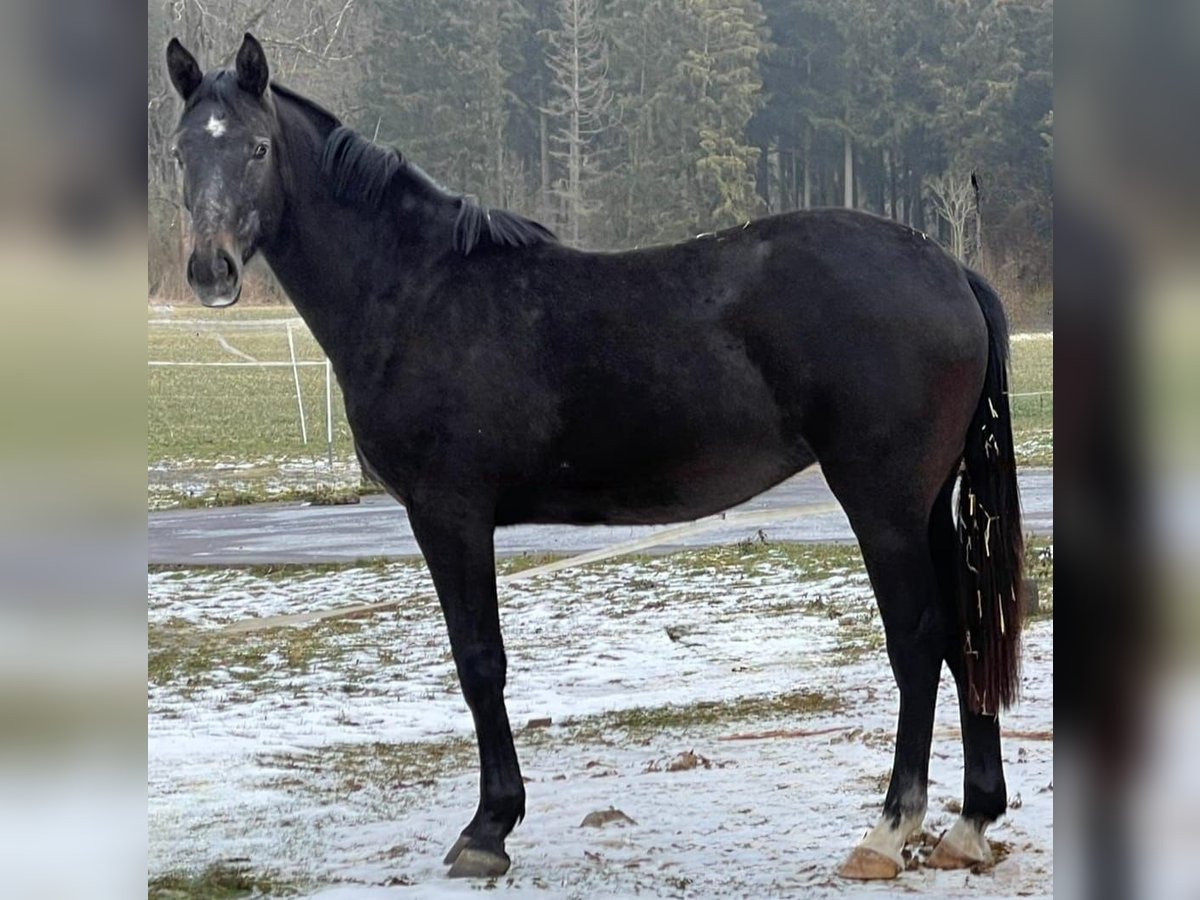 Caballo de salto Oldenburgo Yegua 2 años 172 cm Musgo in MünsingenMünsingen