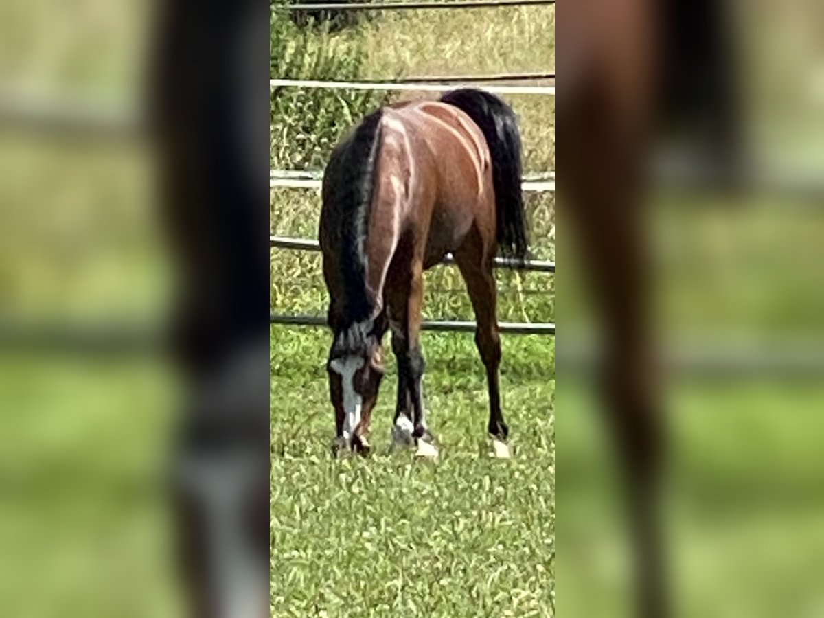 Caballo de salto Oldenburgo Yegua 2 años Castaño in Hahnbach