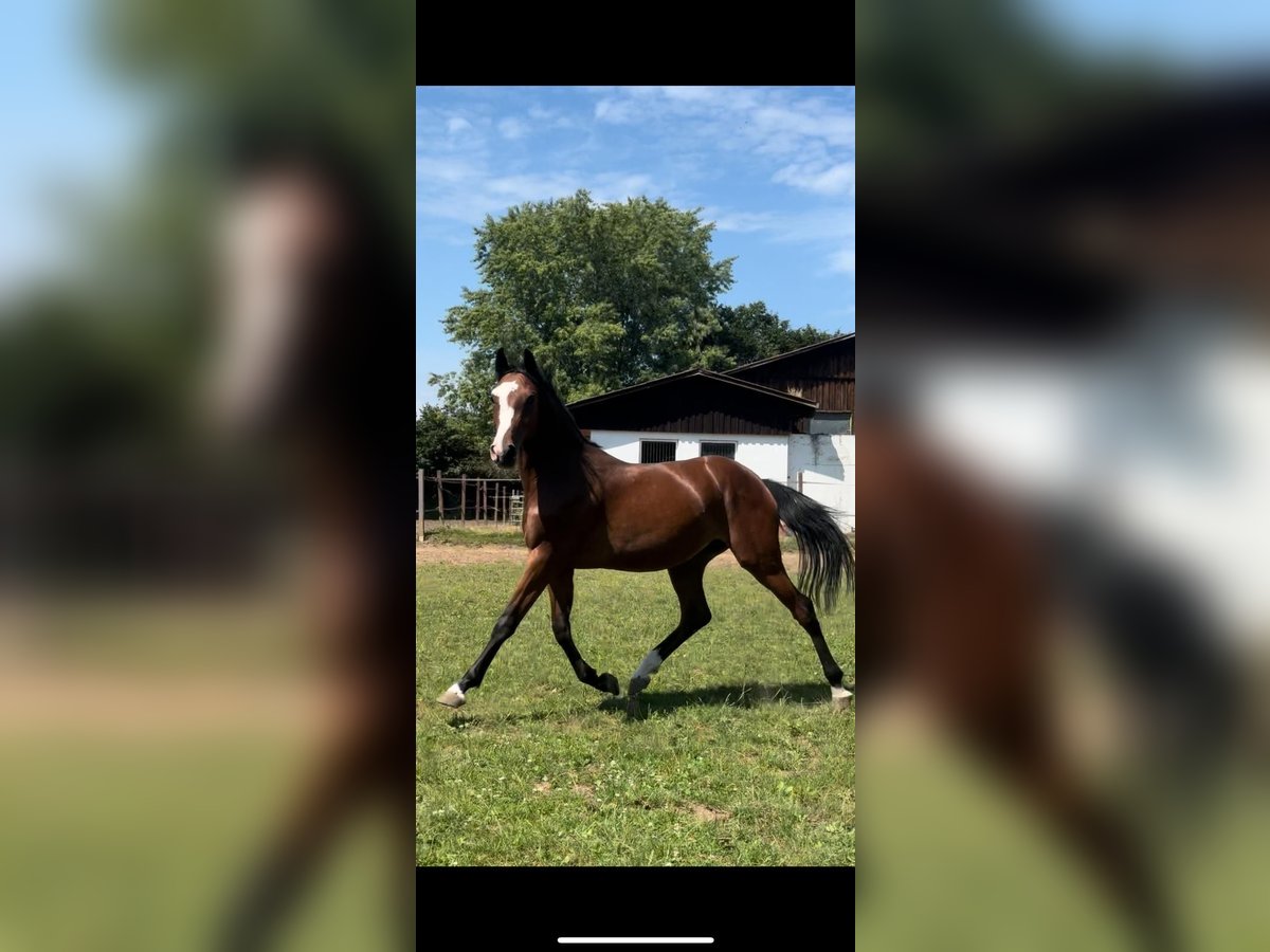 Caballo de salto Oldenburgo Yegua 2 años Castaño in Hahnbach