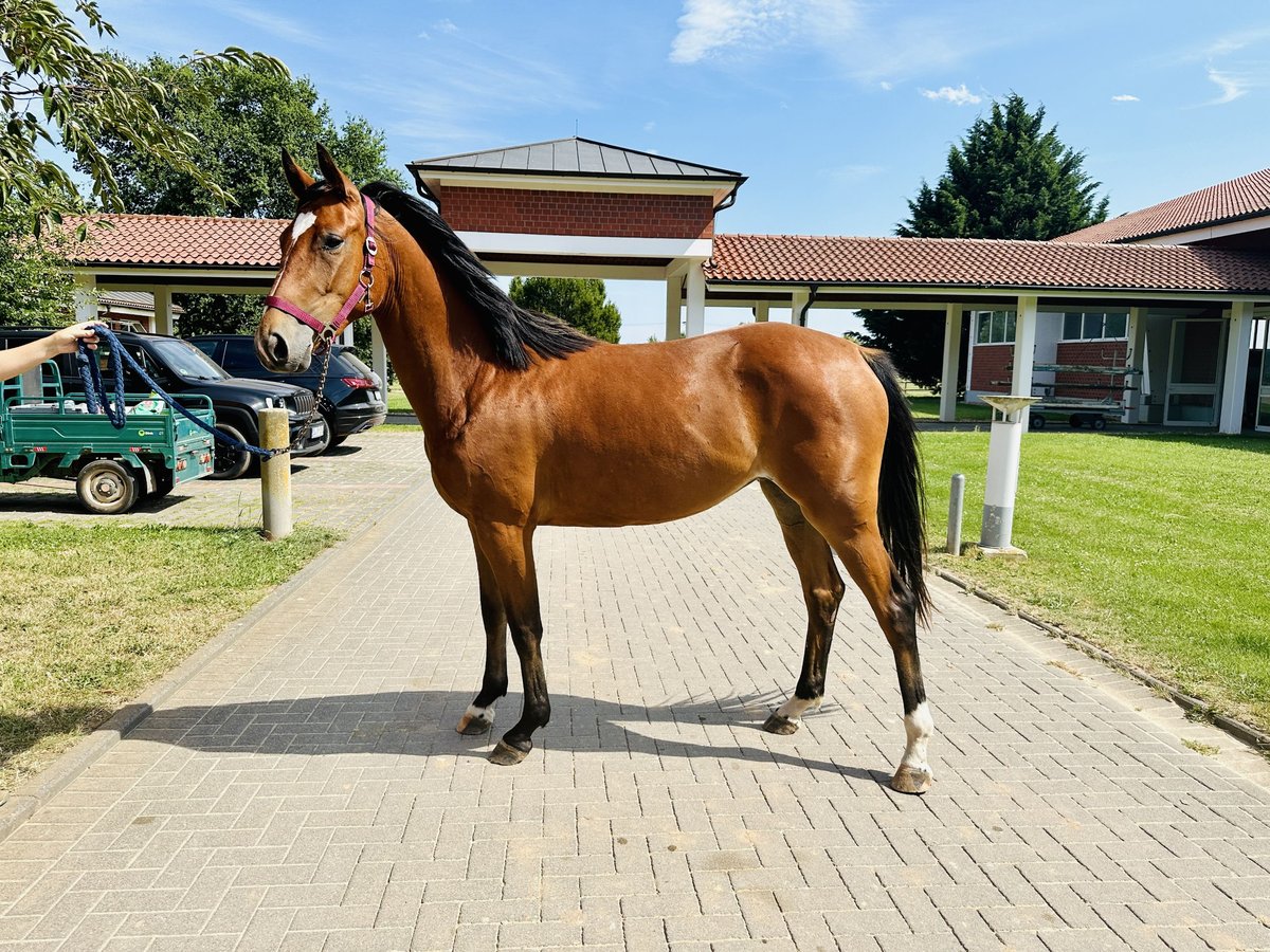 Caballo de salto Oldenburgo Yegua 2 años Castaño in Zülpich