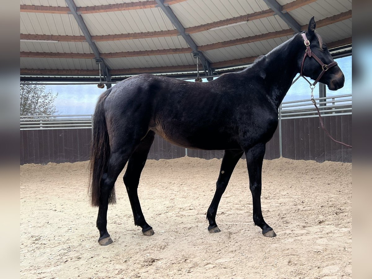 Caballo de salto Oldenburgo Yegua 3 años 152 cm Castaño in Soumagne