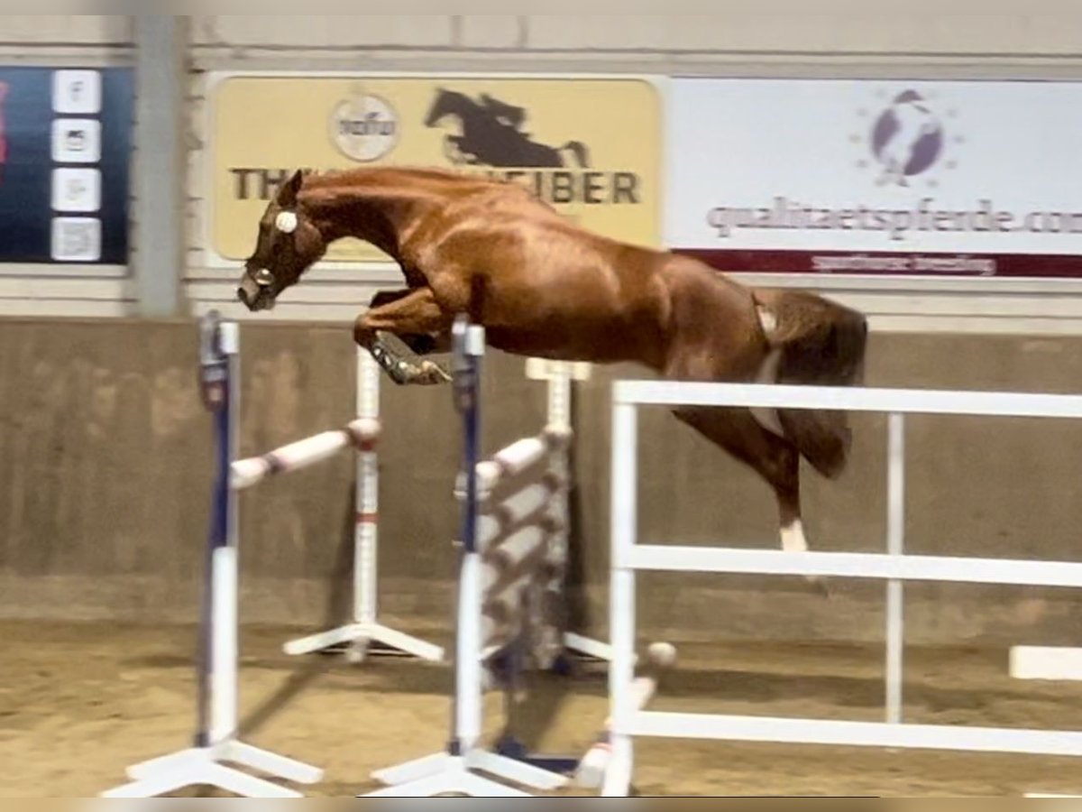 Caballo de salto Oldenburgo Yegua 3 años 163 cm Alazán in Versmold