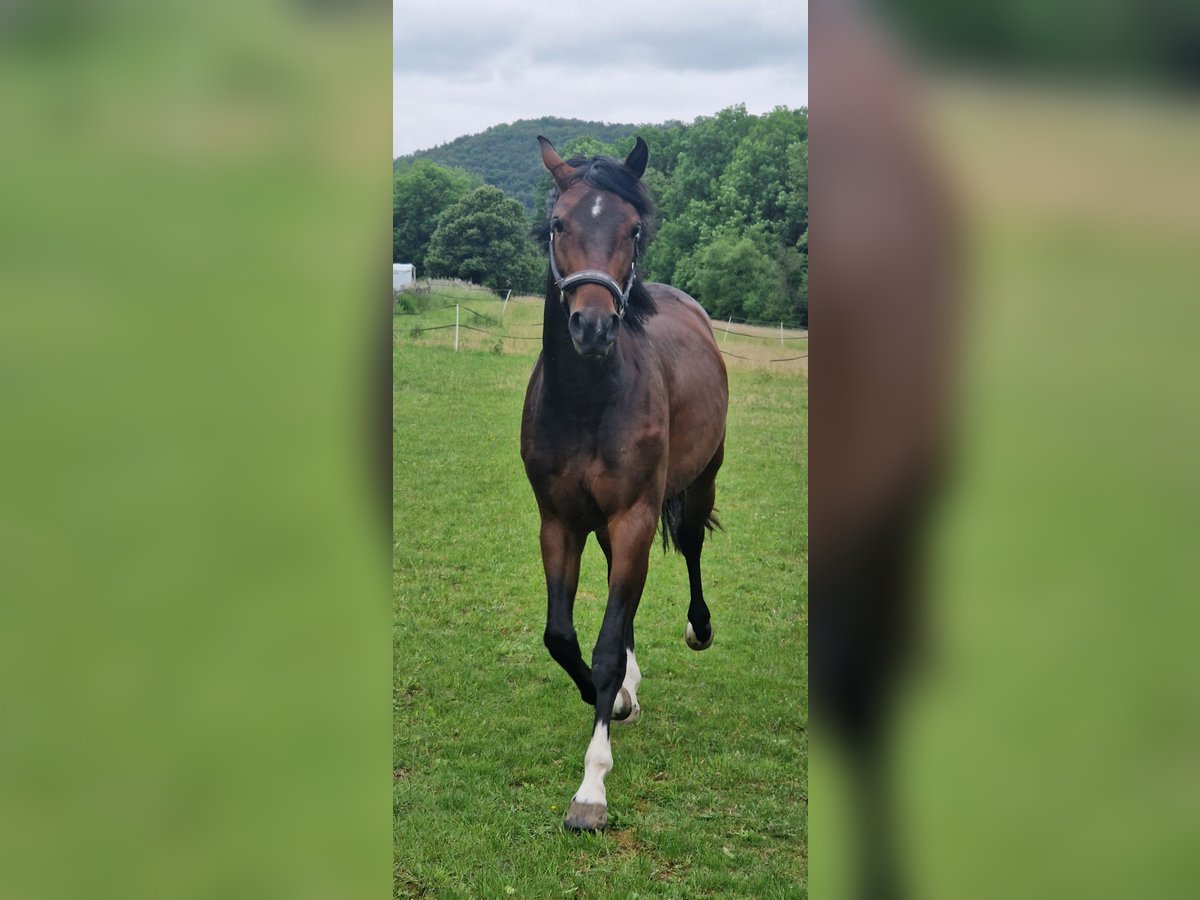 Caballo de salto Oldenburgo Yegua 3 años 165 cm Castaño in Borgentreich