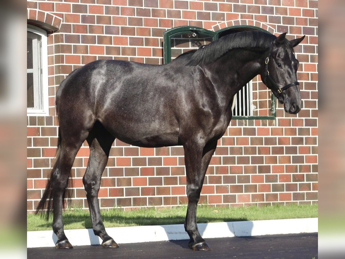 Caballo de salto Oldenburgo Yegua 3 años 166 cm Tordillo negro in Berne