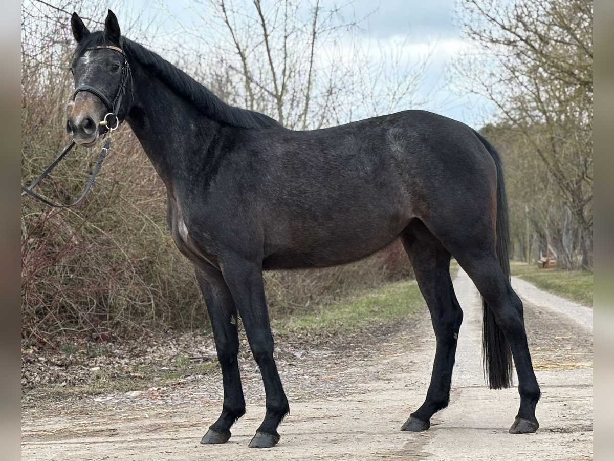 Caballo de salto Oldenburgo Yegua 3 años 167 cm Tordo in L&#xFC;btheen